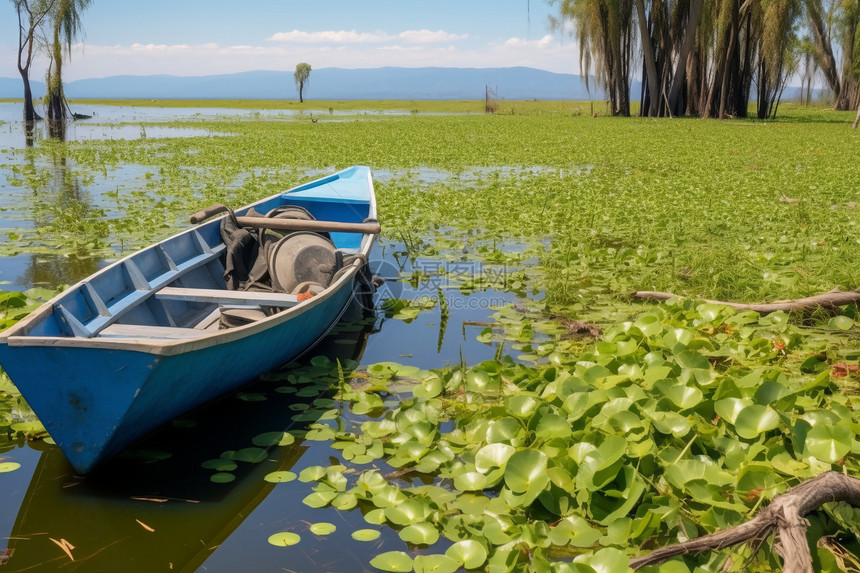 奈瓦沙湖的水葫芦图片