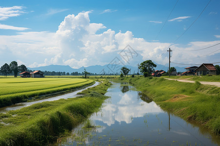 夏季稻田的灌溉溪流图片