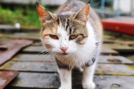 悲伤无助的流浪猫图片