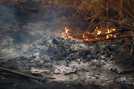 户外燃烧后的树木灰烬图片