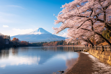 富士山下美丽的樱花公园背景图片