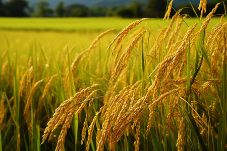 秋季成熟的稻谷图片