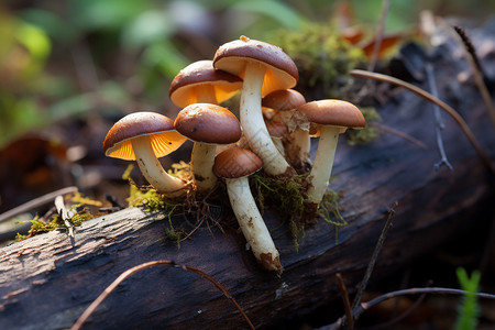 雨后生长的野生蘑菇背景图片