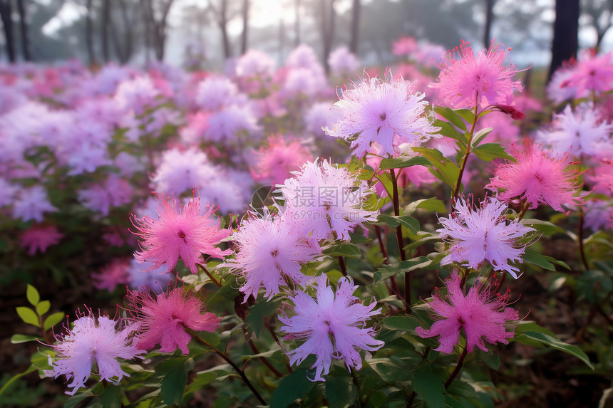 花团锦簇的公园图片