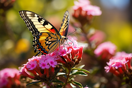 粉红色花蝴蝶美丽的花朵上的蝴蝶背景