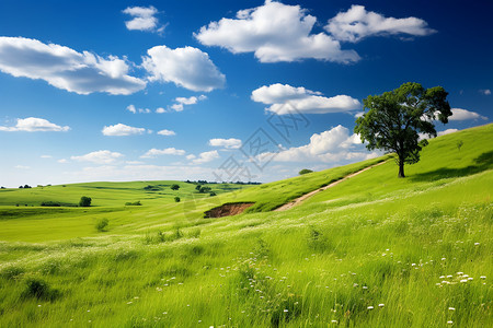 蓝天白云下的绿色草坪图片