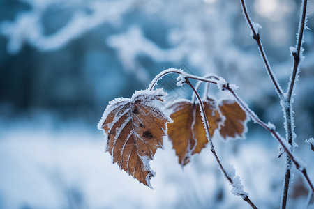 下雪天的叶子图片