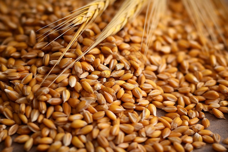 丰收的麦子麦子发芽高清图片