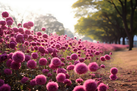 公园里绽放的粉色花朵图片
