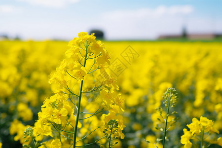 特写油菜花图片