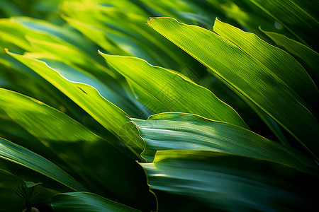 雨林里的绿色棕榈叶图片