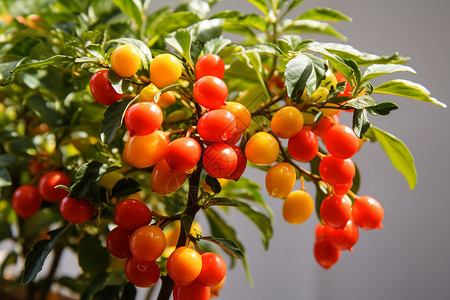 长满番茄的果树高清图片