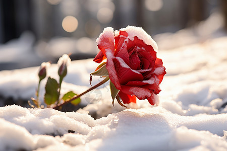 美丽雪中玫瑰雪中红玫瑰背景