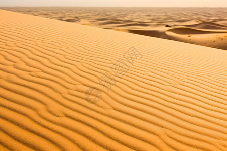 热带的沙漠图片