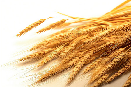 成熟的麦穗背景图片