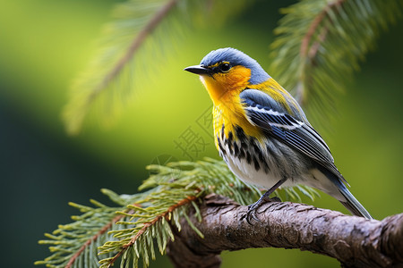 黄鹂鸟森林里树上的鸟儿背景
