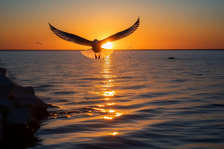大海上空的海鸥背景图片