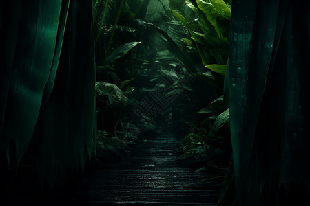 美丽神秘的丛林图片