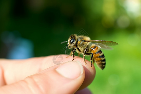 采蜜人手指上的蜜蜂背景