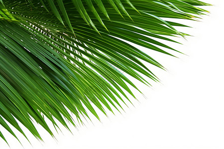 绿色的棕榈叶子背景图片