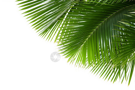 绿色的棕榈树背景图片