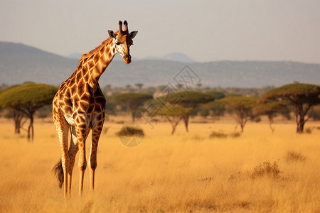 野生动物长颈鹿高清图片