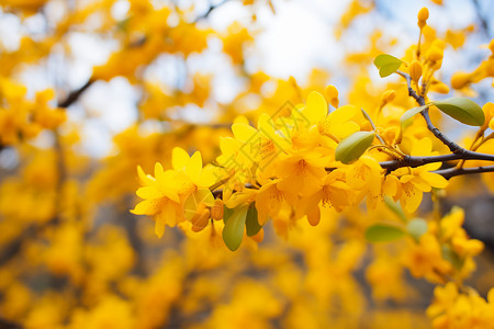 枝头黄色的小花背景图片