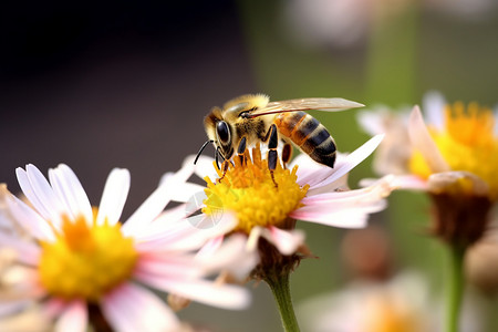 春天采蜜的小蜜蜂图片