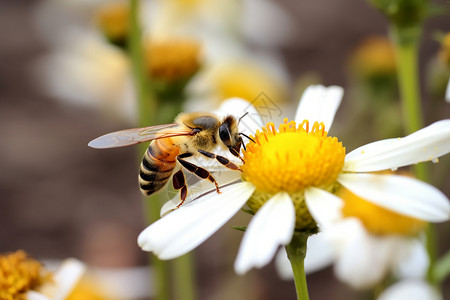 采蜜的小蜜蜂背景图片