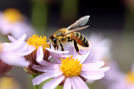勤劳的小蜜蜂勤劳采蜜的小蜜蜂背景