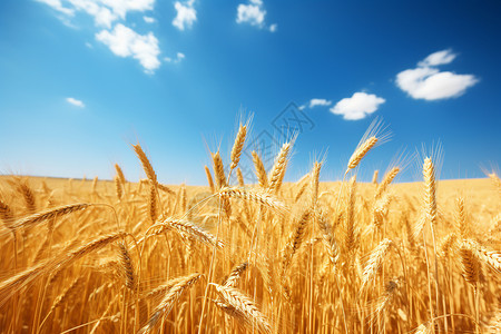 成熟的大麦背景图片