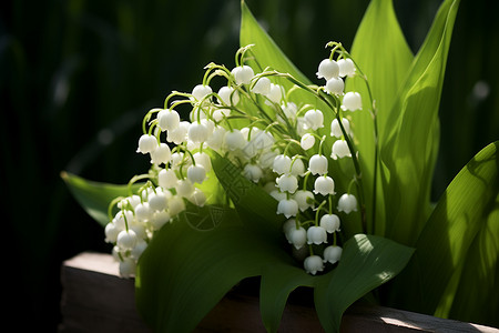 洁白芬芳的铃兰花图片