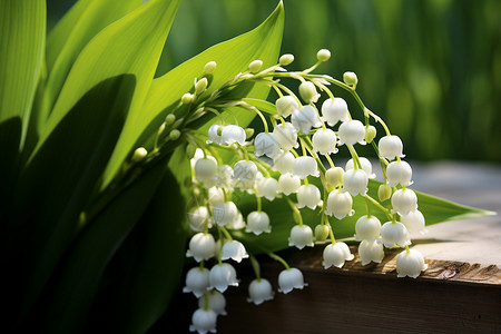 洁白纯净的铃兰花图片