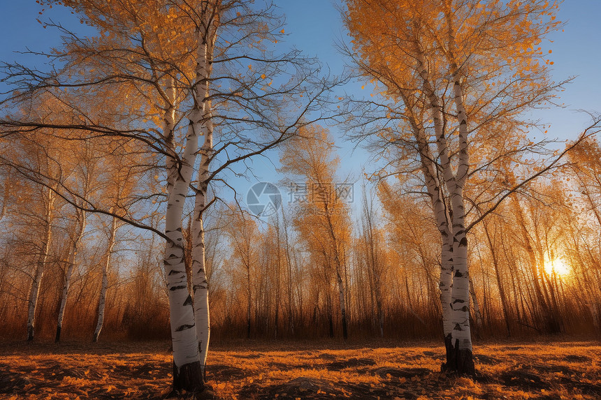 秋天的白桦林图片