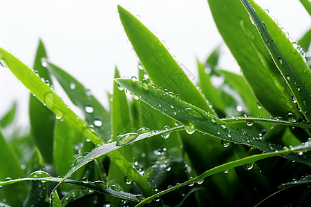 雨后的青草地图片