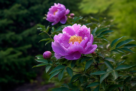 美丽花瓣的长春花背景图片