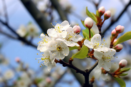 春天苹果花开花的果树特写背景