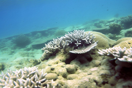 全球气候海底多样性的生物背景