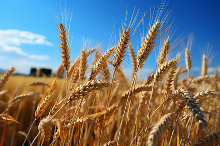 成熟的麦子背景图片