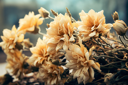 黄色的花卉图片