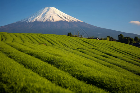 日本农村绿色的农作物背景