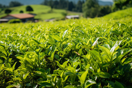 茶田里旺盛的茶树图片