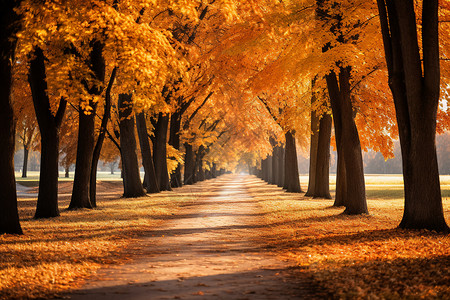 金黄色的秋天森林公园景观图片