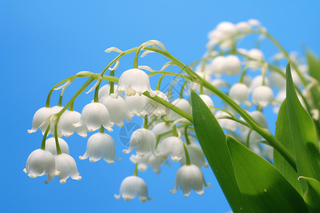 白色的美丽花朵图片
