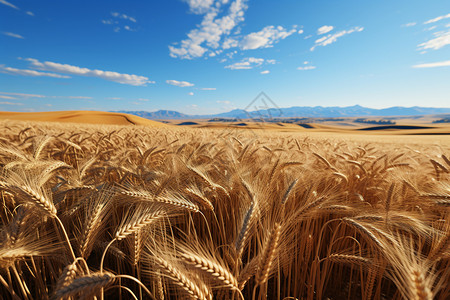 小麦农作物景观背景图片