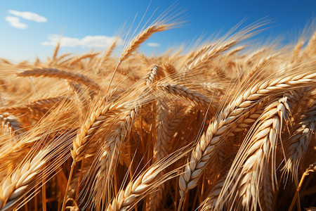 丰收的小麦作物景观背景图片