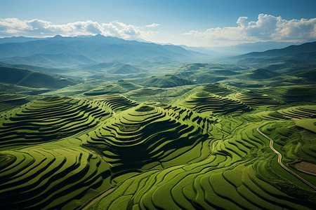 小麦作物绿油油的梯田航拍背景