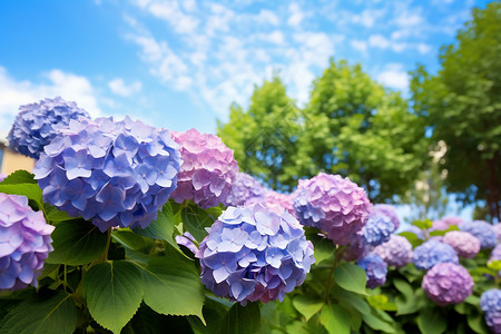 天空下的花天空下的绣球背景