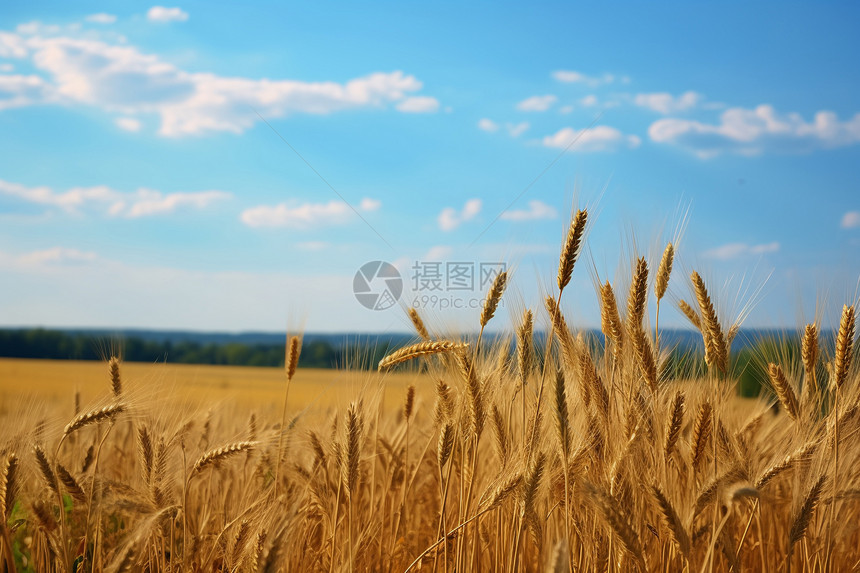 成熟的小麦作物图片