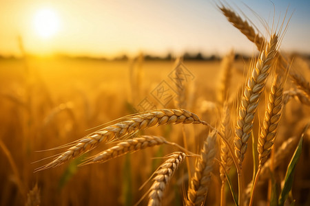 成熟小麦麦穗成熟的麦穗背景